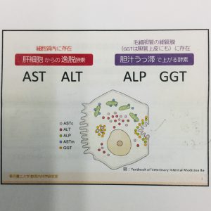 高い ast